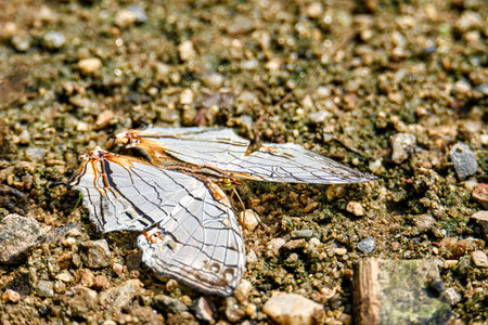 The common map butterfly (Cyrestis thyodamas thyodamas) is sucking food from wet ground