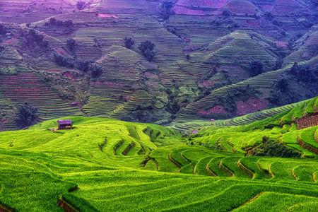 Rice fields on terraced beautiful shape of Mu Cang Chai, YenBai, Vietnam. Rice fields prepare the...