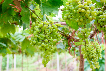 Vine and bunch of green grapes growing in garden the vineyard. Grapes green taste sweet growing on...