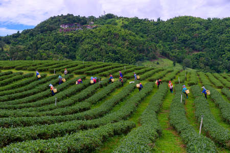 CHIANG RAI - THAILAND, SEPTEMBER 7, 2019 : Workers collecting the new tea leaves in tea field highland at Doi Mae Salong.のeditorial素材