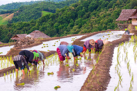 Farmer transplant rice seedlings in rice terraced field at Ban Pa Bong Piang, Chiang mai, the north of thailand. Farmer planting rice in the rainy seasonの写真素材