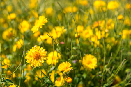 Yellow Chrysanthemum flowers blooming in the field. Yellow flower in the nature background