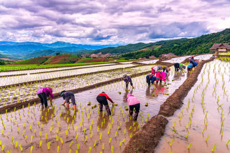 Farmer transplant rice seedlings in rice terraced field at Ban Pa Bong Piang, Chiang mai, the north of thailand. Farmer planting rice in the rainy seasonの写真素材