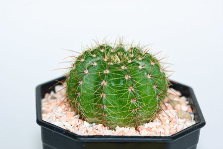 Cactus plant in pot. Potted cactus house plant against white background.