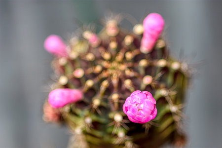 Closeup of beautiful pink cactus flowers with spines, cactus in the garden