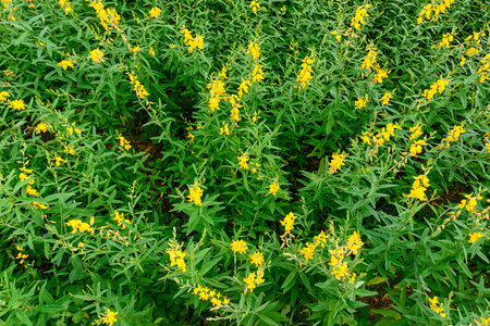 Yellow flower fields of Sunn hemp or Crotalaria juncea is a tropical Asian plant, commonly grown as...