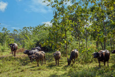 Thai buffalo raised for a living at the edge of the forest. Buffalo in the countryside Thailandの写真素材