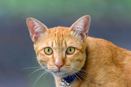A cute orange Thai cat looking at camera. Thai cat is a friendly catの写真素材