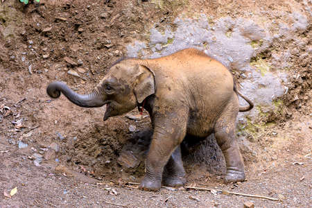 Asia baby elephant live in the elephant camp in Chiang Mai, northern Thailandの写真素材