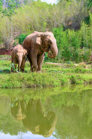 Asia elephant family live in the elephant camp in Chiang Mai, northern Thailand. Mother and baby elephantの写真素材