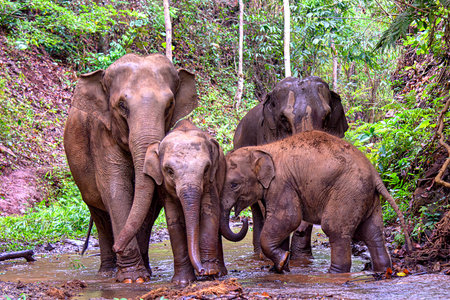 Asia elephant family live in the elephant camp in Chiang Mai, northern Thailand.の写真素材