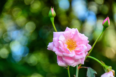 Pink rose flower blooming in garden on blur background. Soft focus.の写真素材