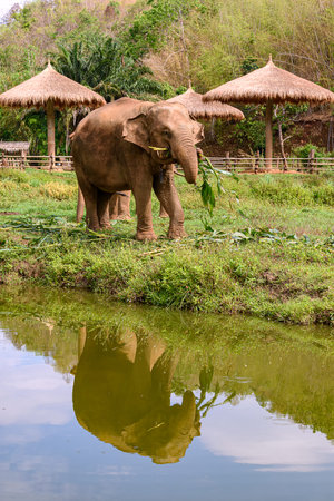 Asia elephant family live in the elephant camp in Chiang Mai, northern Thailand.の写真素材