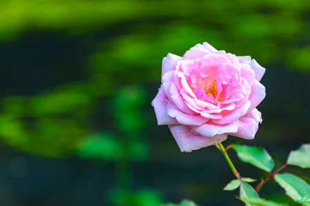 Pink rose flower blooming in garden on blur background. Soft focus.の写真素材