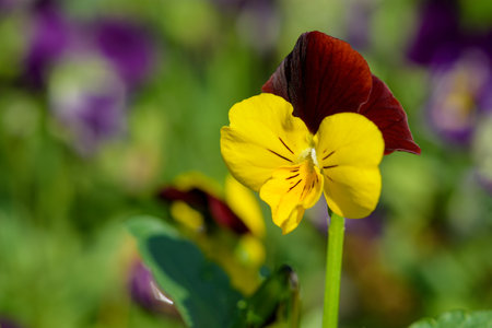 Close up Viola flowers blooming in the garden with a blurred background in spring. selective focusの写真素材