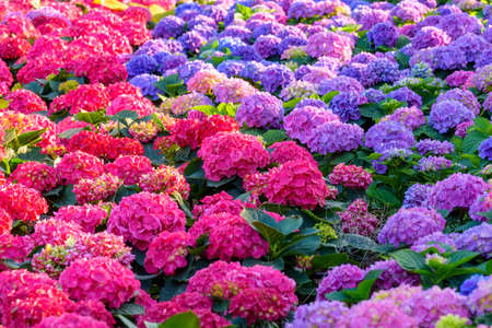 Blooming Hydrangeas flowers in the garden at Chiang Mai, Thailandの写真素材