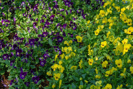 Viola flowers blooming in the garden in spring