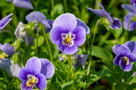 Close up Viola flowers blooming in the garden with a blurred background in spring. selective focusの写真素材