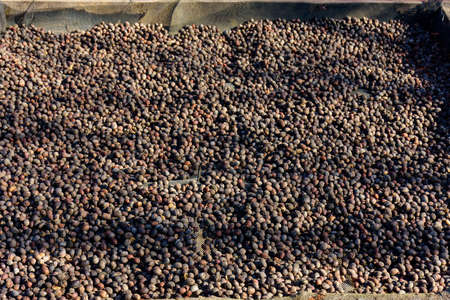 Coffee beans berries drying are naturally processed by the sun. Honey process coffee beans dry in the north of Thailand.の写真素材