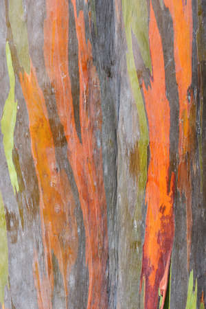 Colorful abstract texture of eucalyptus trees bark. Can used for backgroundの写真素材