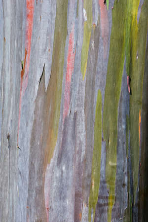 Colorful abstract texture of eucalyptus trees bark. Can used for backgroundの写真素材