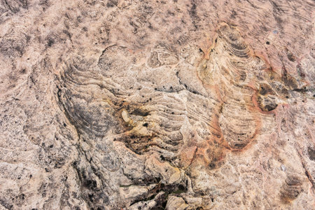 Stones texture for background or backdrop. closeup shot of rock surfaceの写真素材