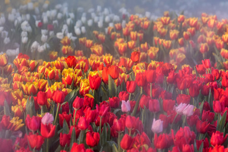 Blooming Tulips Flowers on a green leaf background in the garden.の写真素材