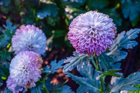 Pompon Dahlias Flowers in the Garden, beautiful pompon flowerの写真素材