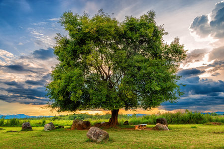 Plain of Jars is a megalithic archaeological landscape. Xieng Khouang Province, Laos.の写真素材