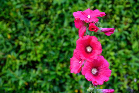 Hollyhock (Alcea rosea) flowers blossom in the Garden, a beautiful hollyhock flower