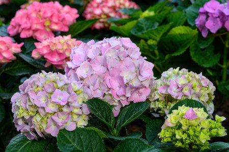 Blooming Hydrangeas flowers in the garden at Chiang Mai, Thailand