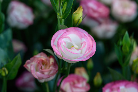 Blooming Lisianthus Flowers on a green leaf background in the garden. Closeup of Lisianthus Flowers.の写真素材