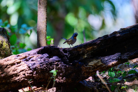 Rufous-gorgeted flycatcher, Orange gorgetted Flycatcher is dark grey to brown bird live in nature. taken in the North of Thailand.の写真素材
