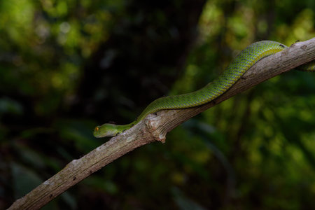 Sumatran Green Pit Viper on tree branch in Thailand rainforest,  Scientific name Trimeresurus barati...