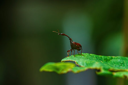 Giraffe Weevil Beetle insects on the leaf in real nature in Thailand and Southeast Asia.
