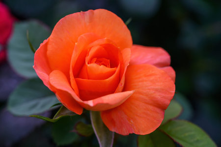 Orange Rose Lovely flowers blooming in the garden, in Thailand. Closeup of Orange  Roses Flowers