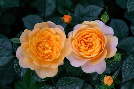 Spray Rose Lovely flowers blooming in the garden, in Thailand. Closeup of Spray Roses Flowers.の写真素材