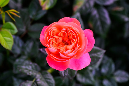 Spray Rose Lovely flowers blooming in the garden, in Thailand. Closeup of Spray Roses Flowers.の写真素材