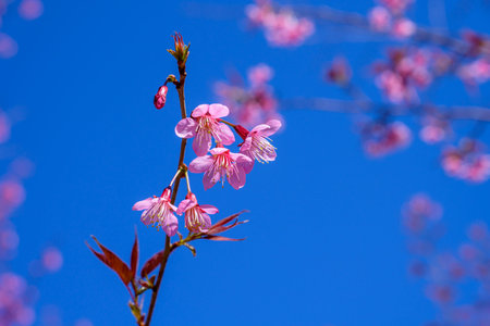 Blossom of Wild Himalayan Cherry (Prunus cerasoides) or Giant tiger flower on blue sky background in...