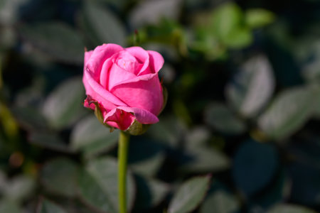 Close-up Pink Spray Rose flower blooming in the garden. Shot spray rose flower outdoor in natural light.の写真素材