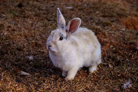 Cute Cottontail Rabbit hare sitting on floor. Hare enjoying its natural at land
