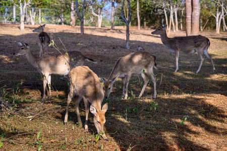 Group of Spotted Deer Feeding in a field Under a Tree. A cute spotted deer in natural a beauty outdoor setting.の写真素材