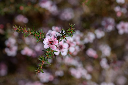 Manuka or Tea Tree is Scientific name Leptospermum scoparium flowers it a blooming and buds in garden.の写真素材