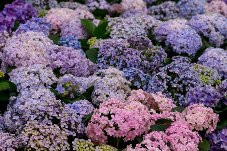 Beautiful Blooming Hydrangeas in the garden. Flowers in the garden.