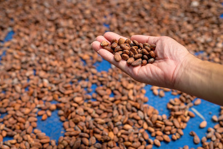 His hand picked up dried cocoa beans and inspected them. Cacao beans are essential raw materials for...