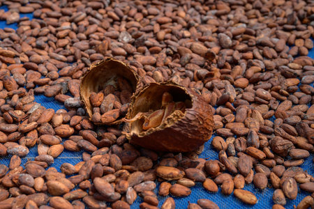 Cocoa beans is laid drying naturally in an open-air space. Cacao beans are essential raw materials for making chocolateの写真素材