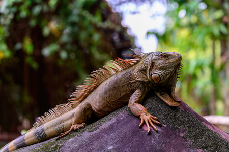 Closeup Green iguana sits on stone. also known as the American iguana or the common green lizard is living wildlife of tropcalの写真素材