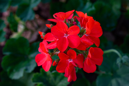 Close-up Red Geranium flowers in the inflorescence on a green background. Blooming branch of...