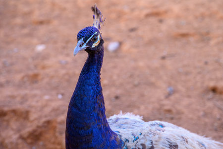 A closeup of a peacock on the ground. The bird is walking.