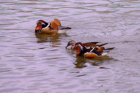A male mandarin duck, Aix galericulata floats on a pond. A colorful drake in the nature habitat.の写真素材